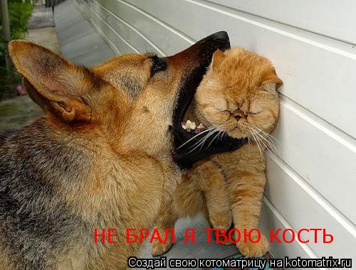 НЕ БРАЛ Я ТВОЮ КОСТЬ... Котоматрица: НЕ БРАЛ Я ТВОЮ КОСТЬ