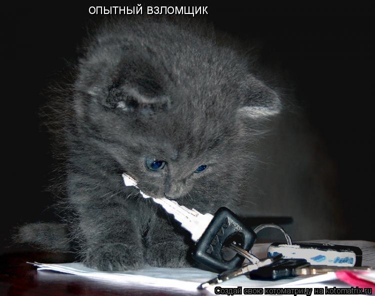 опытный взломщик... Котоматрица: опытный взломщик