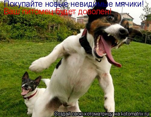 Покупайте новые невидимые мячики! Ваш питомец будет доволен!... Котоматрица: Покупайте новые невидимые мячики! Ваш питомец будет доволен!