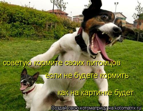 советую кормите своих питомцов как на картинке будет если не будете кормить... Котоматрица: советую кормите своих питомцов как на картинке будет если не будете кормить