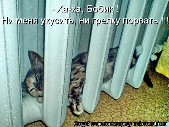 - Ха-ха, Бобик ! Ни меня укусить, ни грелку порвать !!!... Котоматрица: - Ха-ха, Бобик ! Ни меня укусить, ни грелку порвать !!!