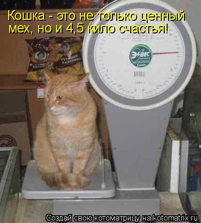Кошка - это не только ценный мех, но и 4,5 кило счастья!... Котоматрица: Кошка - это не только ценный мех, но и 4,5 кило счастья!