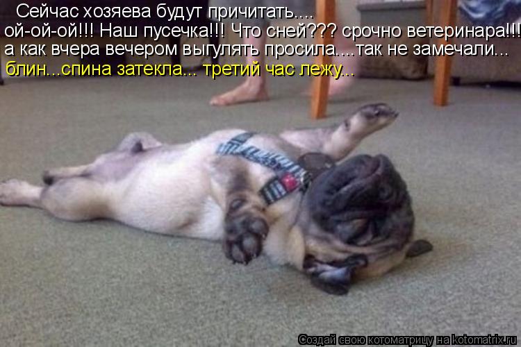 Сейчас хозяева будут причитать.... ой-ой-ой!!! Наш пусечка!!! Что сней??? срочно ветеринара!!! а как ... Котоматрица: Сейчас хозяева будут причитать.... ой-ой-ой!!! Наш пусечка!!! Что сней??? срочно ветеринара!!! а как вчера вечером выгулять просила....так не замеч