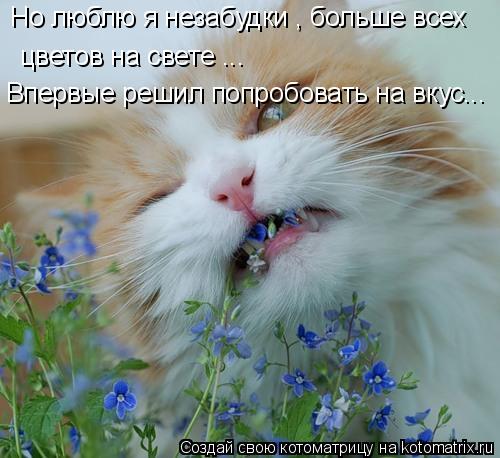 Но люблю я незабудки , больше всех цветов на свете ... Впервые решил попробовать на вкус...... Котоматрица: Но люблю я незабудки , больше всех цветов на свете ... Впервые решил попробовать на вкус...