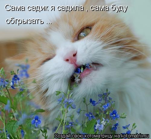Котоматрица: Сама садик я садила , сама буду обгрызать ...