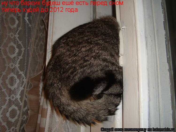 Котоматрица: ну что барсик будеш ешё есть перед сном типерь худей до 2012 года