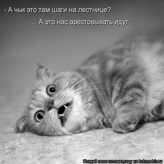 Котоматрица: - А чьи это там шаги на лестнице? ... А это нас арестовывать идут