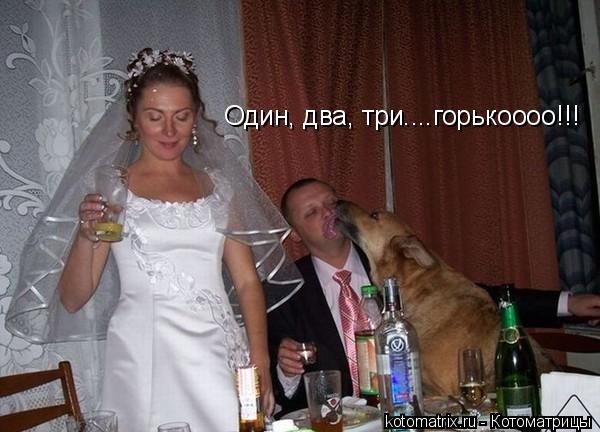 Котоматрица: Один, два, три....горькоооо!!!