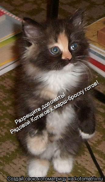 Котоматрица: Разрещите доложить! Рядовой Котиков к марш-броску готов!