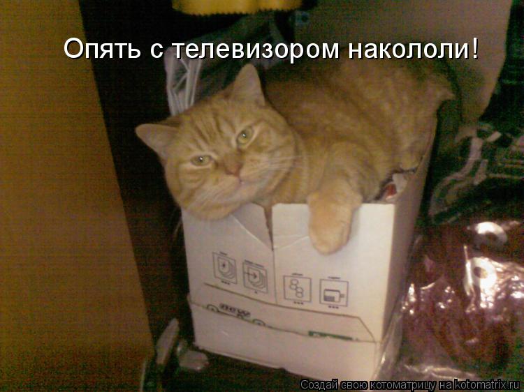 Котоматрица: Опять с телевизором накололи!