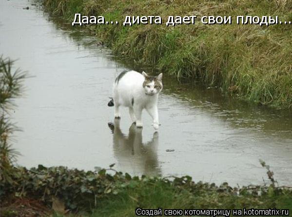 Дааа... диета дает свои плоды...... Котоматрица: Дааа... диета дает свои плоды...