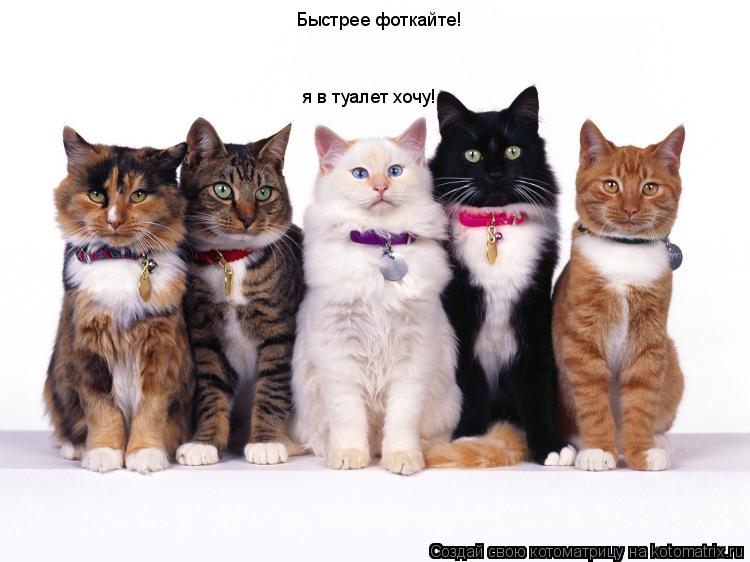 Быстрее фоткайте! я в туалет хочу!... Котоматрица: Быстрее фоткайте! я в туалет хочу!