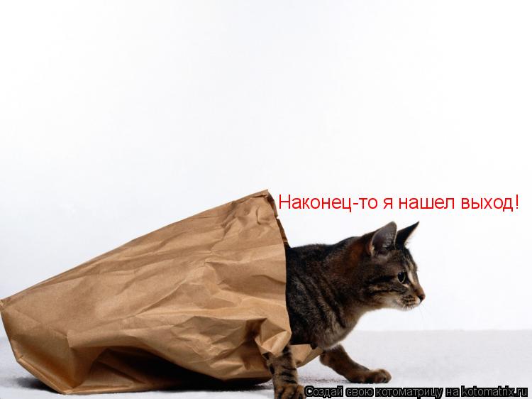 Наконец-то я нашел выход!... Котоматрица: Наконец-то я нашел выход!