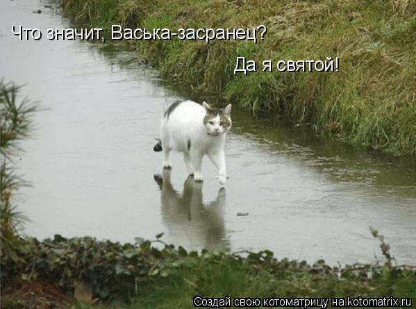 Что значит, Васька-засранец? Да я святой!... Котоматрица: Что значит, Васька-засранец? Да я святой!