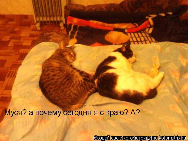 Муся? а почему сегодня я с краю? А?... Котоматрица: Муся? а почему сегодня я с краю? А?