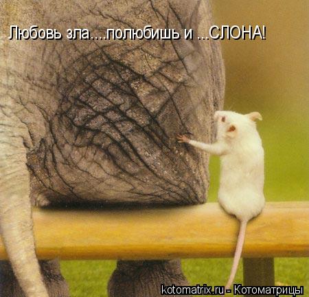 Любовь зла....полюбишь и ...СЛОНА!... Котоматрица: Любовь зла....полюбишь и ...СЛОНА!
