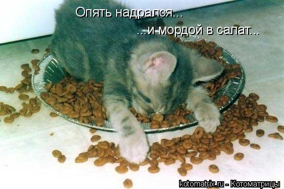 Опять надрался... ...и мордой в салат...... Котоматрица: Опять надрался... ...и мордой в салат...