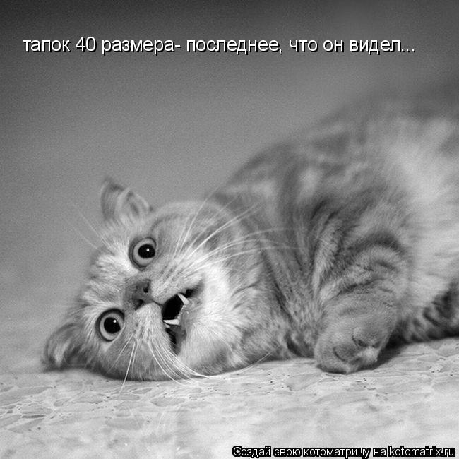 тапок 40 размера- последнее, что он видел...... Котоматрица: тапок 40 размера- последнее, что он видел...