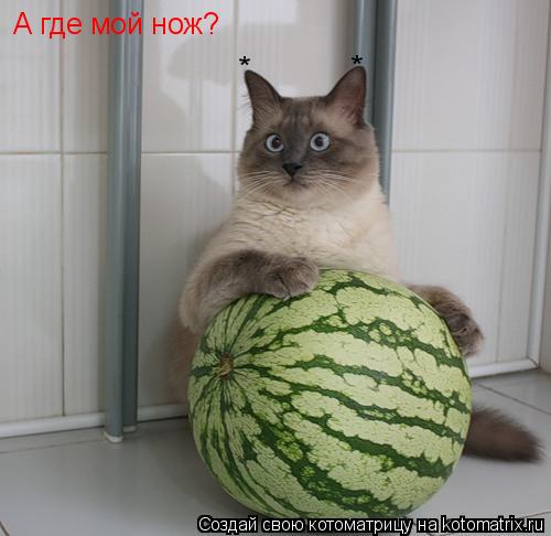 А где мой нож? * *... Котоматрица: А где мой нож? * *