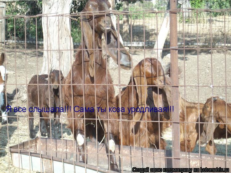 Я все слышала!!! Сама ты коза уродливая!!!... Котоматрица: Я все слышала!!! Сама ты коза уродливая!!!