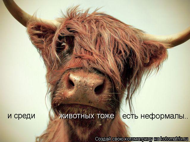 и среди животных тоже есть неформалы..... Котоматрица: и среди животных тоже есть неформалы..