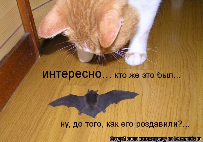 интересно... кто же это был... ну, до того, как его роздавили?...... Котоматрица: интересно... кто же это был... ну, до того, как его роздавили?...