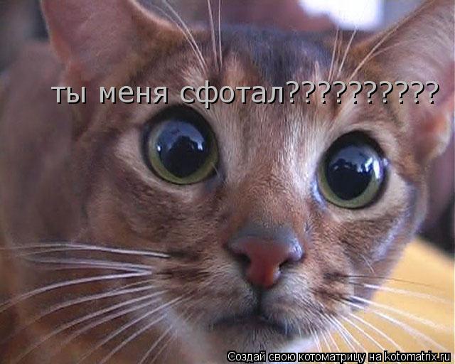ты меня сфотал??????????... Котоматрица: ты меня сфотал??????????