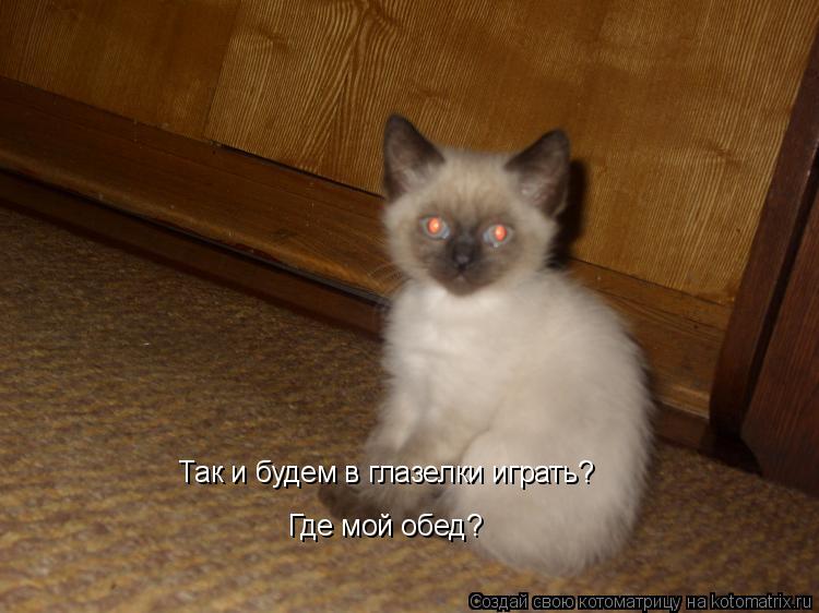 Так и будем в глазелки играть? Где мой обед?... Котоматрица: Так и будем в глазелки играть? Где мой обед?