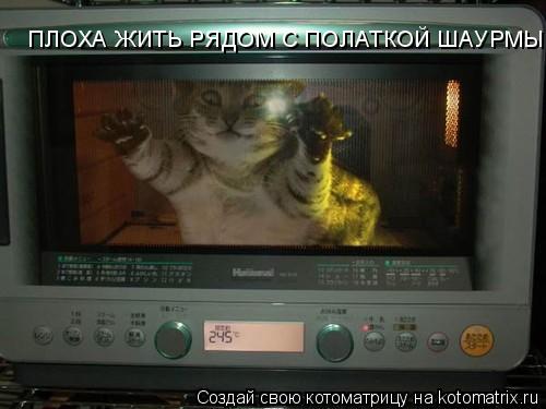 ПЛОХА ЖИТЬ РЯДОМ С ПОЛАТКОЙ ШАУРМЫ... Котоматрица: ПЛОХА ЖИТЬ РЯДОМ С ПОЛАТКОЙ ШАУРМЫ
