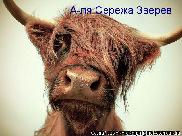 А-ля Сережа Зверев... Котоматрица: А-ля Сережа Зверев
