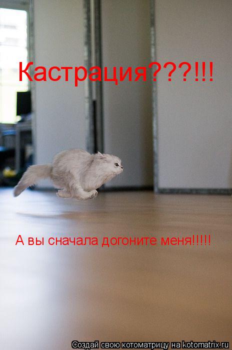 Кастрация???!!! А вы сначала догоните меня!!!!!... Котоматрица: Кастрация???!!! А вы сначала догоните меня!!!!!
