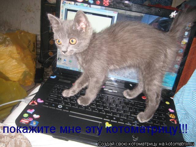 покажите мне эту котоматрицу!!!... Котоматрица: покажите мне эту котоматрицу!!!