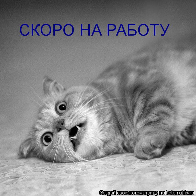 СКОРО НА РАБОТУ... Котоматрица: СКОРО НА РАБОТУ