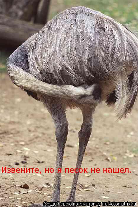 Извените, но я песок не нашел.... Котоматрица: Извените, но я песок не нашел.