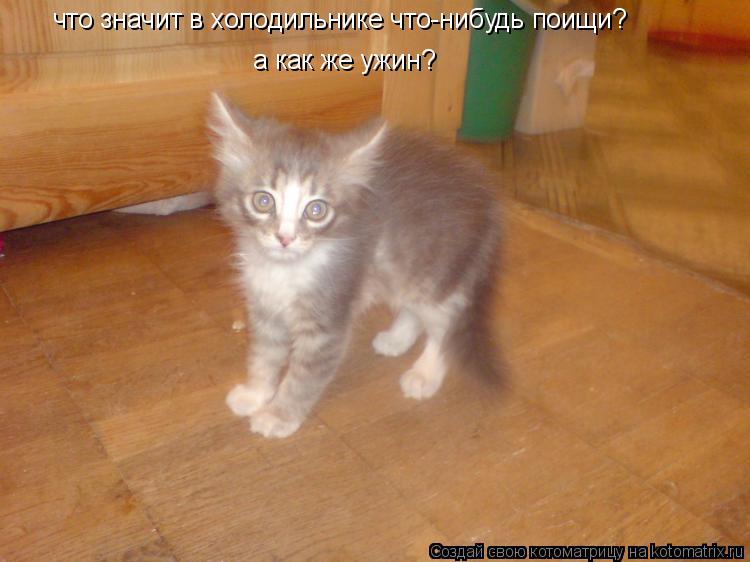 что значит в холодильнике что-нибудь поищи? а как же ужин?... Котоматрица: что значит в холодильнике что-нибудь поищи? а как же ужин?