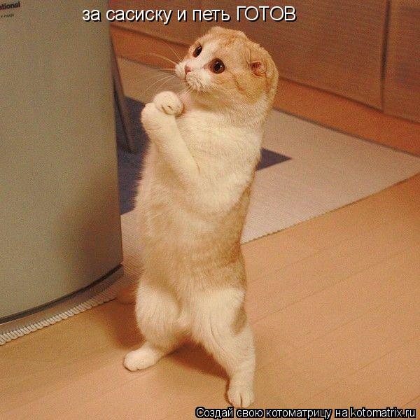 за сасиску и петь ГОТОВ... Котоматрица: за сасиску и петь ГОТОВ