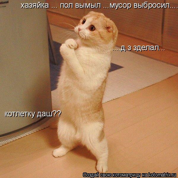 хазяйка ... пол вымыл ...мусор выбросил....д.з зделал... ....д.з зделал... котлетку даш??... Котоматрица: хазяйка ... пол вымыл ...мусор выбросил....д.з зделал... ....д.з зделал... котлетку даш??