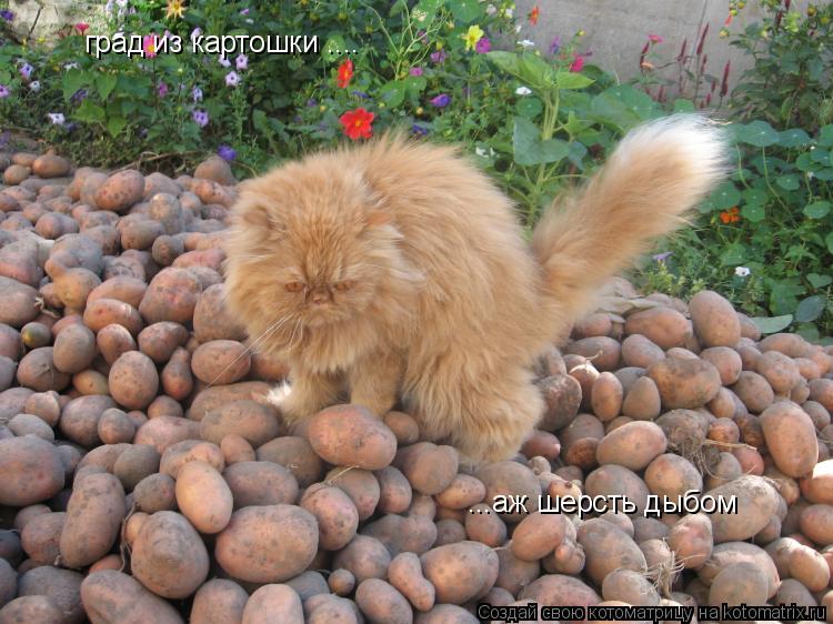 град из картошки .... ...аж шерсть дыбом... Котоматрица: град из картошки .... ...аж шерсть дыбом