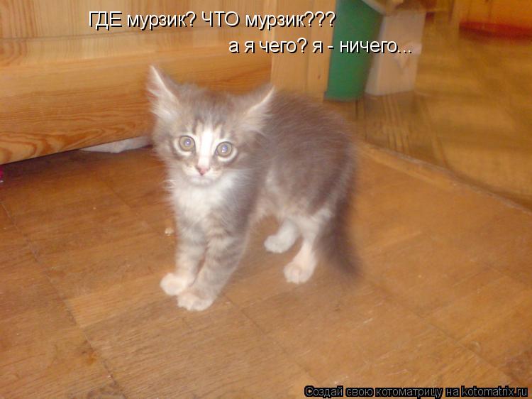 ГДЕ мурзик? ЧТО мурзик??? а я чего? я - ничего...... Котоматрица: ГДЕ мурзик? ЧТО мурзик??? а я чего? я - ничего...