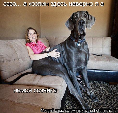 ээээ... а хозяин здесь наверно я а немоя хозяйка... Котоматрица: ээээ... а хозяин здесь наверно я а немоя хозяйка