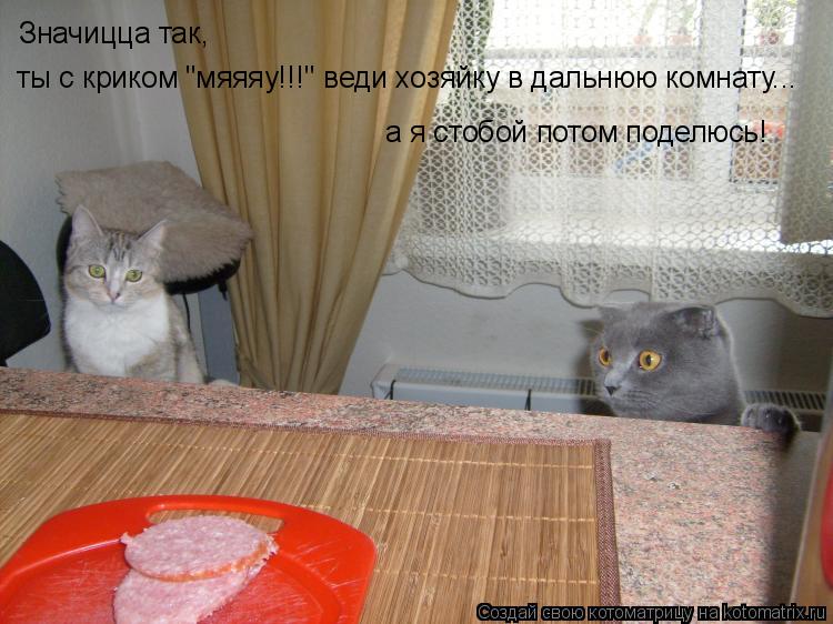 Значицца так, ты с криком "мяяяу!!!" веди хозяйку в дальнюю комнату... а я стобой потом поделюсь!... Котоматрица: Значицца так, ты с криком "мяяяу!!!" веди хозяйку в дальнюю комнату... а я стобой потом поделюсь!