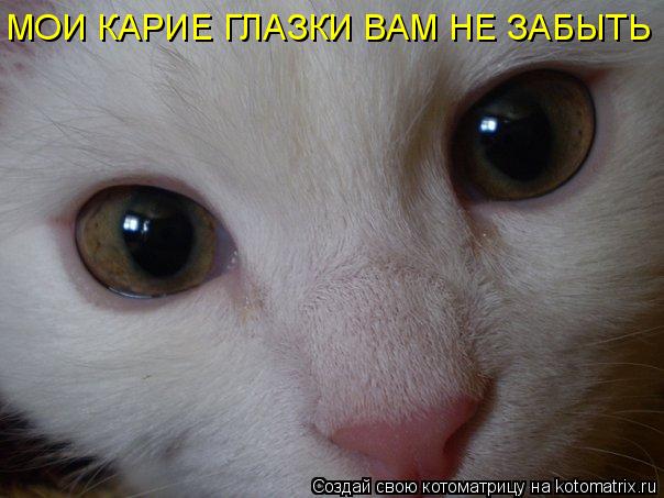 МОИ КАРИЕ ГЛАЗКИ ВАМ НЕ ЗАБЫТЬ... Котоматрица: МОИ КАРИЕ ГЛАЗКИ ВАМ НЕ ЗАБЫТЬ