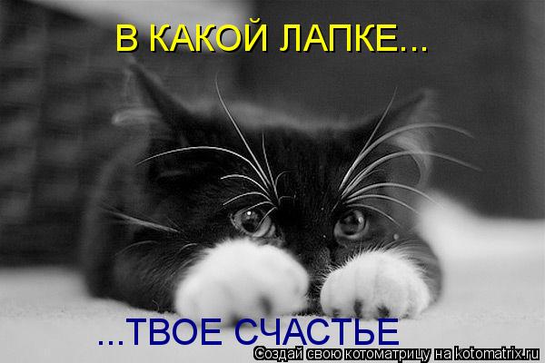В КАКОЙ ЛАПКЕ... ...ТВОЕ СЧАСТЬЕ... Котоматрица: В КАКОЙ ЛАПКЕ... ...ТВОЕ СЧАСТЬЕ