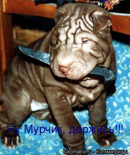 Ну Мурчик, держись!!!... Котоматрица: Ну Мурчик, держись!!!