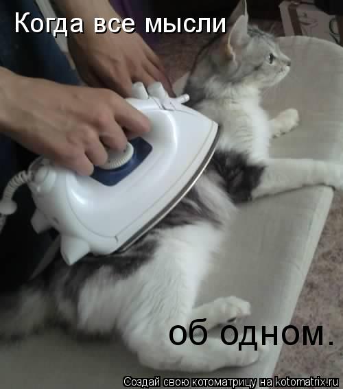 Когда все мысли об одном.... Котоматрица: Когда все мысли об одном.