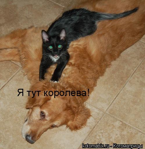 Я тут королева!... Котоматрица: Я тут королева!
