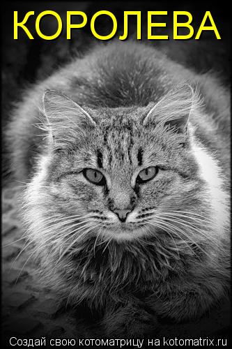 КОРОЛЕВА... Котоматрица: КОРОЛЕВА
