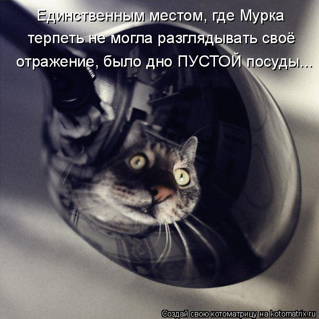 Единственным местом, где Мурка терпеть не могла разглядывать своё отражение, было дно ПУСТОЙ посуды... Котоматрица: Единственным местом, где Мурка терпеть не могла разглядывать своё отражение, было дно ПУСТОЙ посуды...
