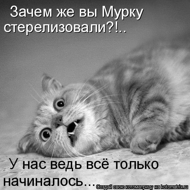 Зачем же вы Мурку У нас ведь всё только начиналось... стерелизовали?!..... Котоматрица: Зачем же вы Мурку У нас ведь всё только начиналось... стерелизовали?!..