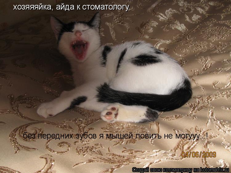 хозяяяйка, айда к стоматологу, без передних зубов я мышей ловить не могууу...!... Котоматрица: хозяяяйка, айда к стоматологу, без передних зубов я мышей ловить не могууу...!
